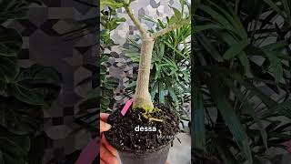 Florífera e com uma coloração rosa exuberante, é impossível não se encantar com ela.