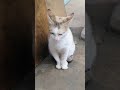 so funny and beauty adorable for cat team play sleep eat videos shorts
