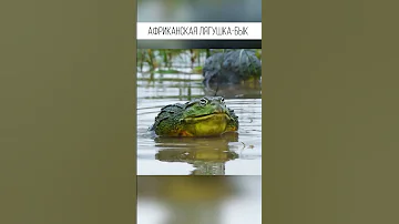 Проглотит все что влезет в пасть. Африканская лягушка-бык