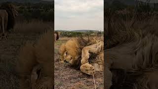 Lion Loves Rolling #Thelionwhisperer #Wildlife #Fun