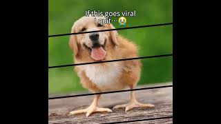 If This Goes Viral I Quit