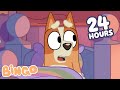 LIVE 24 Hours Of Bingo S Cutest Moments Bingo Official Channel 