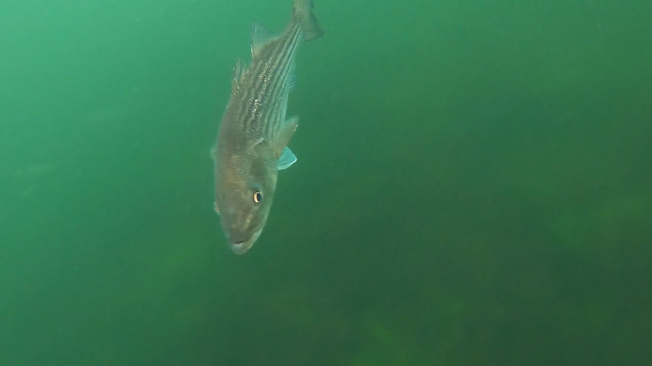 Striped Bass Underwater Footage Long Island Sound 2021