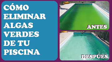 ¿Cuál es la causa de las algas verdes en la piscina?