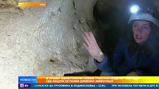 Останки древних животных обнаружили в пещере "Таврида" Останки древних животных обнаружили в пещере "Таврида"