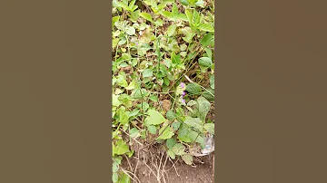 Shorts Short Viral Trending Video Beautiful Wild Flower Green Grass Love Nature 