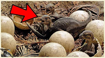 ¿Existen los huevos de dinosaurio?