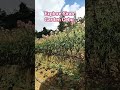 Exploring Sirao Garden Shortsvideo Travel Shorts Shortsviral Shortsfeed Shortvideo Short Exploring Sirao Garden Shortsvideo Travel Shorts Shortsviral Shortsfeed Shortvideo Short