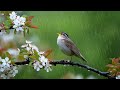 🌱 99% Anxiety Relief - Piano Melodies, Birdsong &amp; Rain Sounds for Instant Calm 🎹🌸🕊️