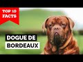 Dogue de Bordeaux - Top 10 Facts の動画、YouTube動画。