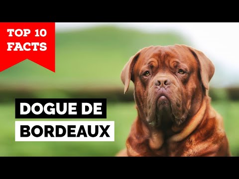 Video: „Trendy New Dog“tipo šunys elgiasi su „Bordeaux“šunimis