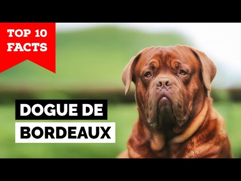 วีดีโอ: Dogue De Bordeaux Go Nuts For Dog