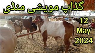 Gadap Maweshi Mandi Cattle Rates Update|Part 2|Cow Mandi Update ❤️