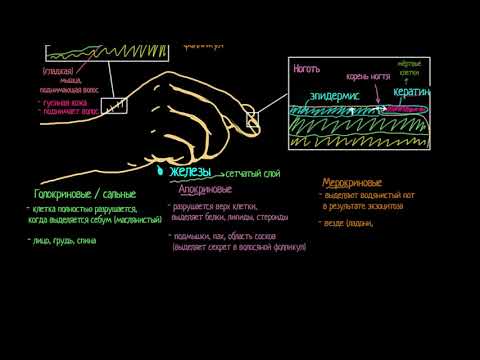 Из чего состоит пот?(видео 5) | Анатомия человека | Биология
