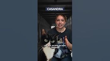 Unique cat names #cats #catlover #catnames #pets