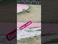 Dog’s masti #my #daily #reels #viral #dogs# trending