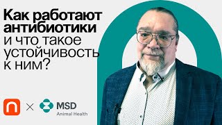 Резистентность к антибиотикам / Константин Мирошников на ПостНауке