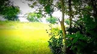 Llewellyn - Gentle Breeze (風の囁き－Whisper of wind)