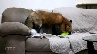 Red Fox angry over a new toy