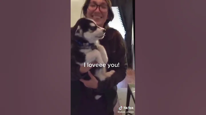 Talking cute little husky dogin tiktok by Jacob co...