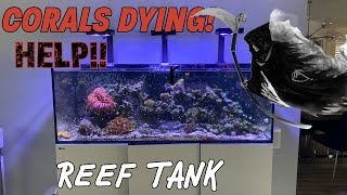 Corals dying in Reef tank by Aquarium Service Tech 5,312 views 1 month ago 13 minutes, 48 seconds