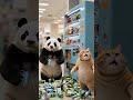 Panda and billi in big supermarket #meow #funny #viral #india #panda