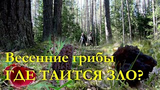 Весенние грибы. ГДЕ ТАИТСЯ ЗЛО?