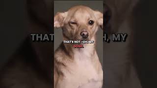 Ariana Grande : Toulouse's signature wink! This charming pup has a special trick. Profile