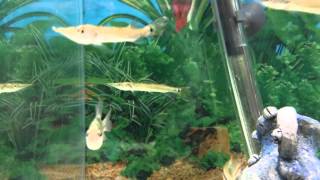 Freshwater Barracuda For Sale!