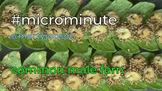 #microminute 38 common male fern