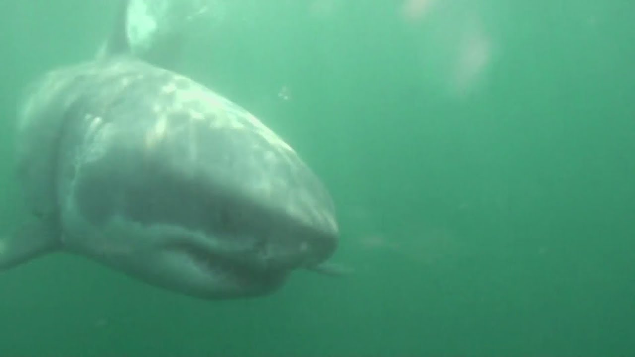 Two white sharks spotted swimming off Outer Banks YouTube