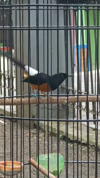 Murai Batu Thailand Muda Hutan memang menawan #cucakijo #kacer #muraibatu #lovebird