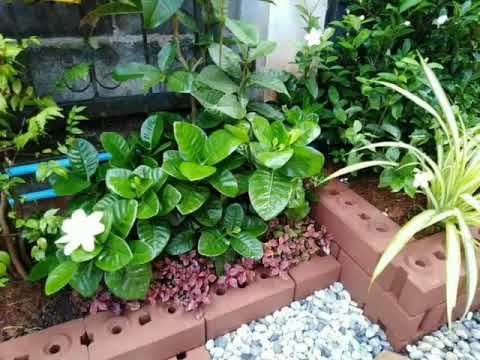 Thai beautiful garden, ម៉ូតសួនច្បារបែបគ្រួសារ