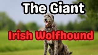 Unveiling the Majesty of the Irish Wolfhound: A Journey through the History and Charm of the Breed