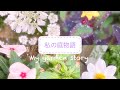 【ガーデニング】5月下旬の庭/夏の花の買い出し/花壇に植える/寄せ植えの切り戻し/自分が夢見る庭