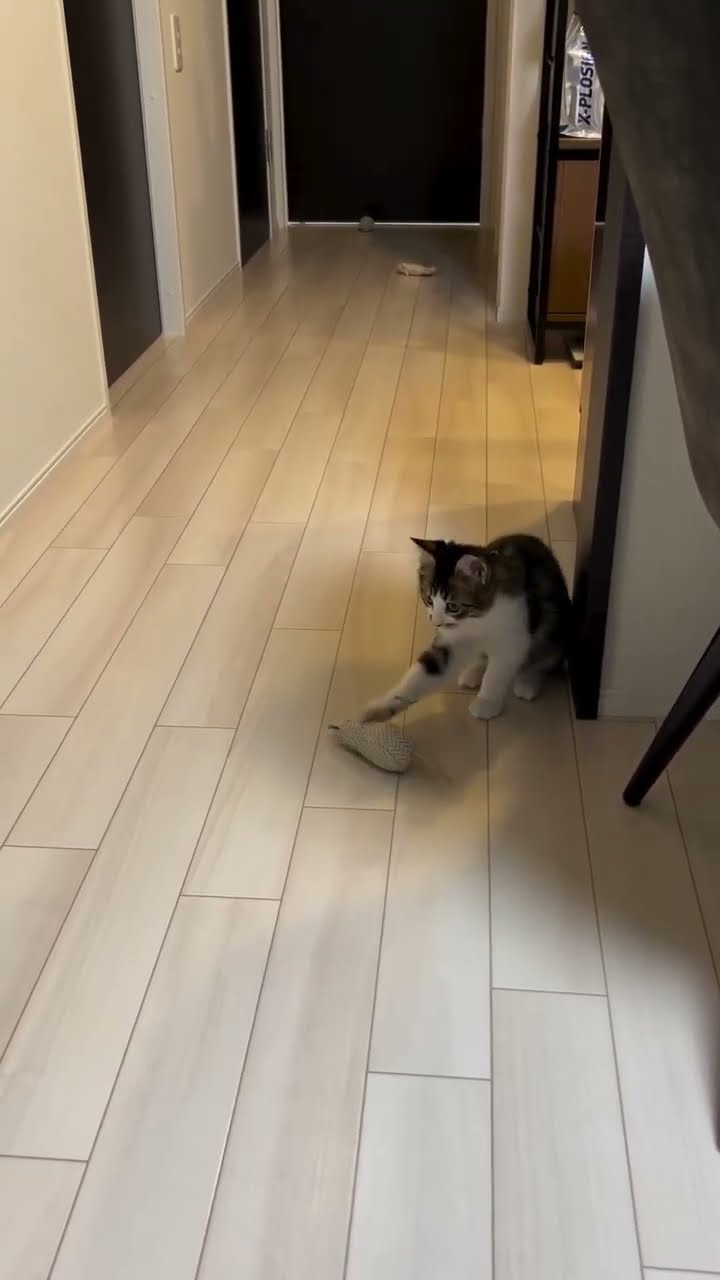 Très mignon petit chaton ?????????