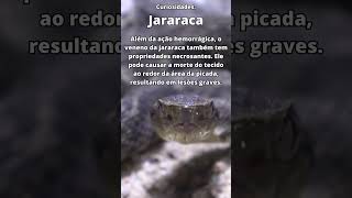 Jararaca - Curiosidades#6