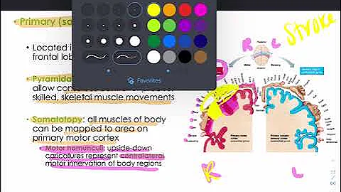 CH12 - The Central Nervous System - Part 1