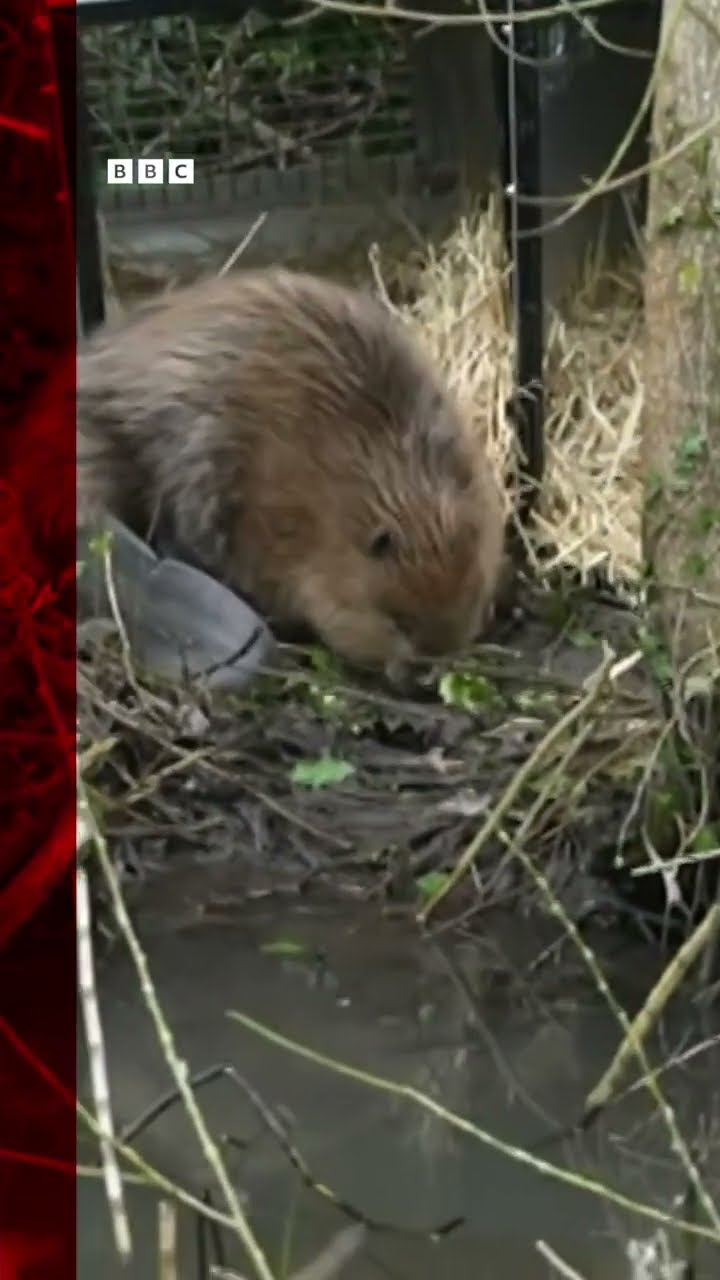 Beavers return to Shropshire after 400 years | BBC Birmingham