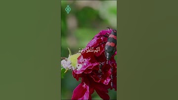 سورة البقرة الآية 45 و 46 القارئ #توفيق_الصايغ