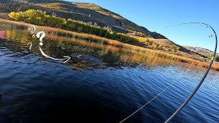 Trout Fishing Multiple High Sierra Lakes (Tips and Tricks)