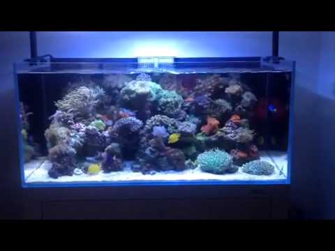Reef aquarium ( Cade aquarium ) - YouTube