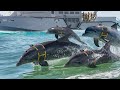 The Crazy Reason Why US Navy is Training an Army of Dolphins