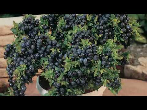 Video: Borovnice za cono 4: Gojenje borovnic v vrtovih cone 4