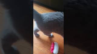 Celebrity Zozzy the cat playing fetch Wealth