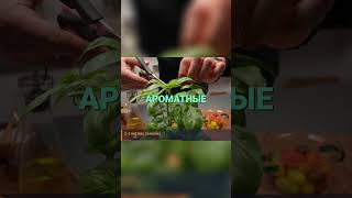 Базилик добавит нотку: Вкусный рецепт для всех! #shorts