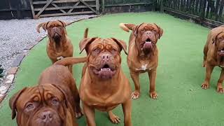 The best dog! Dogue de Bordeaux Dogs in slow mo!