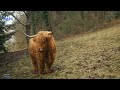 Bisontes de Colorado  Historia, Comportamiento y Conservación en Denver