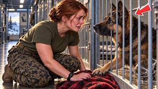 Marine Shocked to Find Her Late Father’s Missing K9 in Shelter—What He Reveals