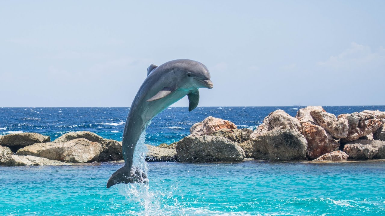 A LA DECOUVERTE DES DAUPHINS CRI DES DAUPHINS YouTube — free download
